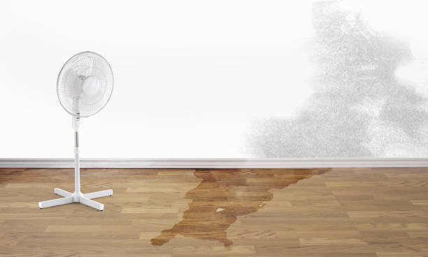 Best Professional water damage repair  in Maeser, UT